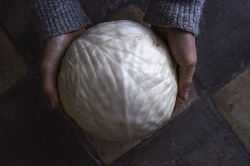 White cabbage for sauerkraut