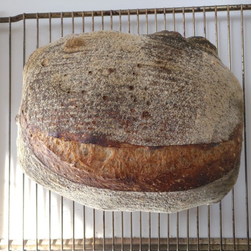 Cold-Risen Bread with Purple Wheat