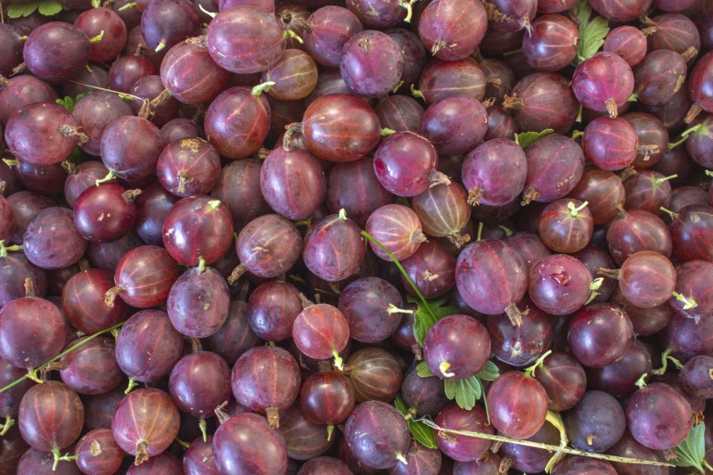 Pickled Gooseberries