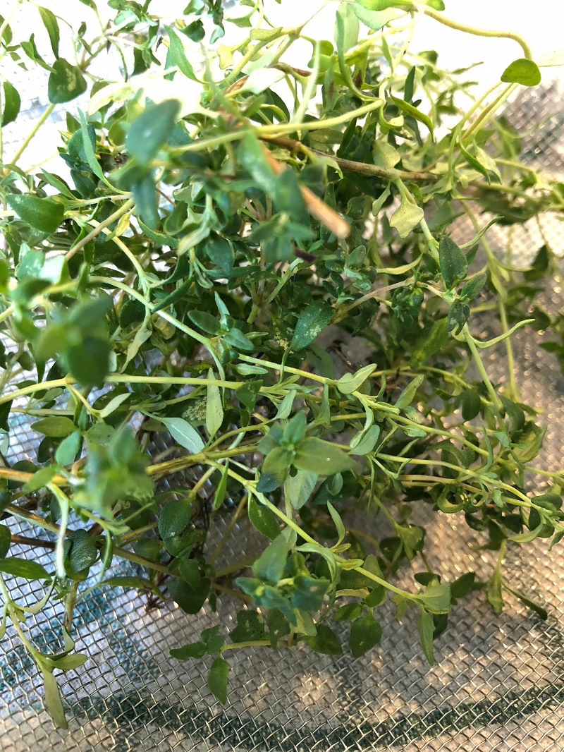 Thyme